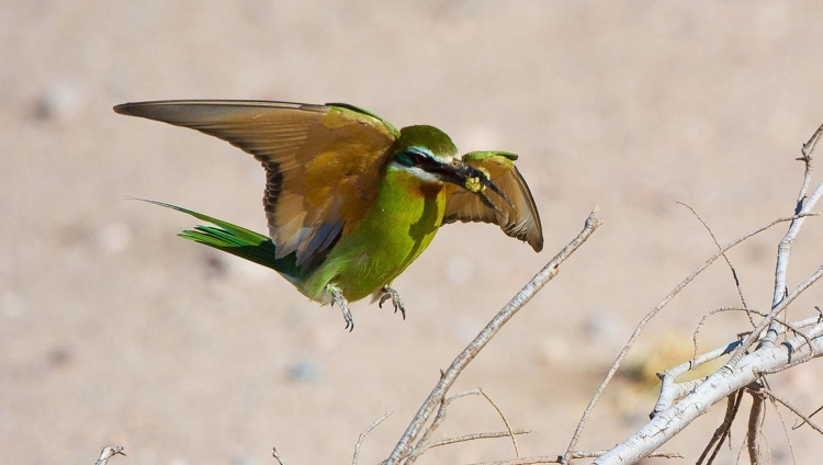Damaraland Camp - Olive Bee-Eater
